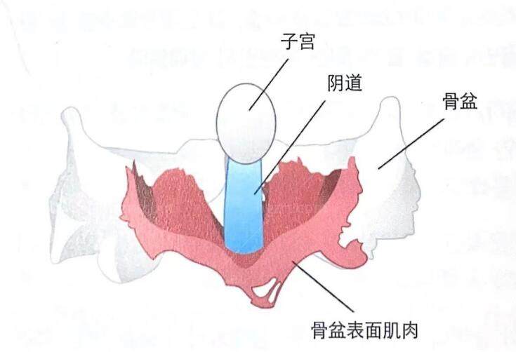 骨盆变化