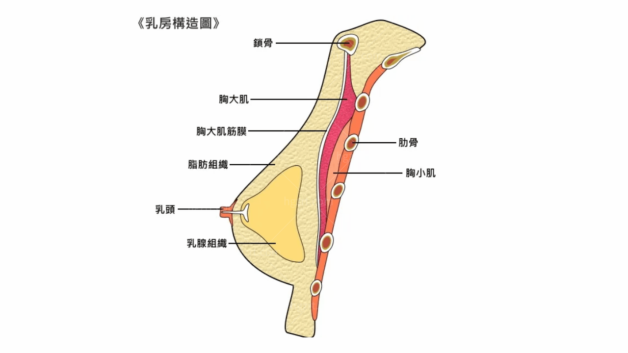 韩国内窥镜隆胸的优点和缺点？你知道哪些？