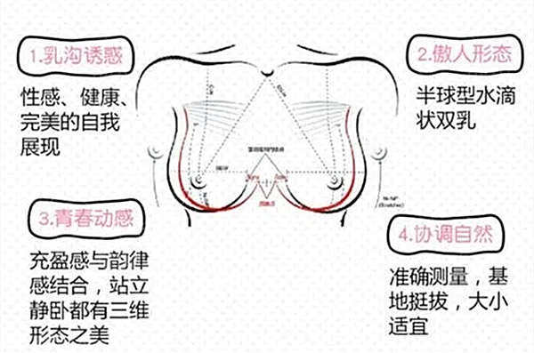 胸部形态