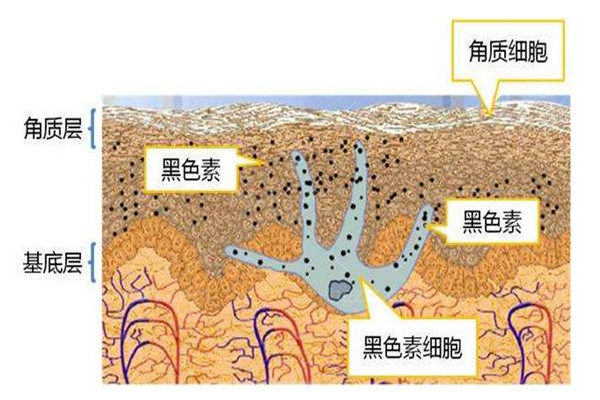 抑制黑色素