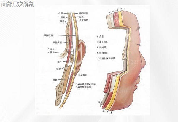 北京加减美面部层次解剖