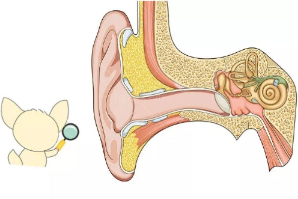 人工耳蜗植入术咨询0爱耳时代 一朝人工耳蜗植入重获新声
