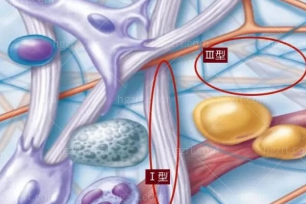 三型胶原蛋白和一型胶原蛋白的区别