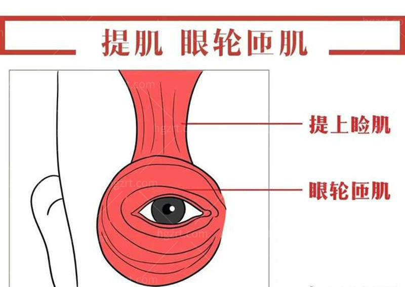 眼部肌肉