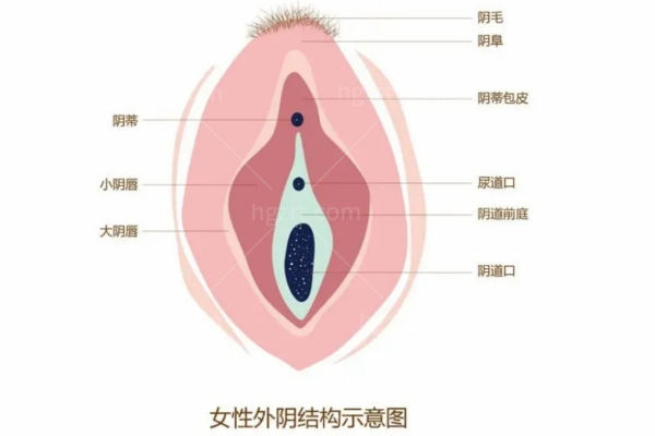 正常的小阴唇是什么样子