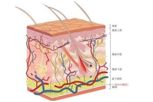 想做眉弓、下颌缘提升，但是点位剂量是多还是少好一些呢？