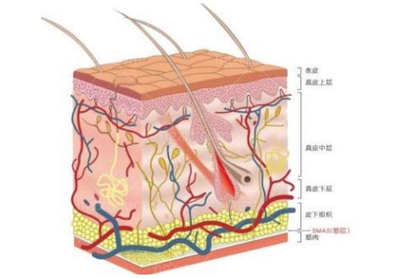 全脸除皱包括哪里