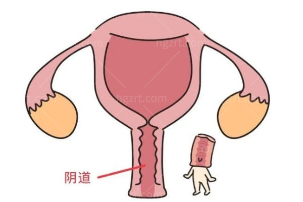 揭秘女性私处形状秘密:这几种罕见外阴形态你可能没见过附上自测指南