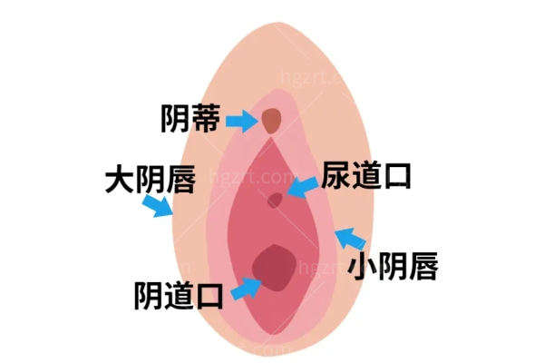 蝴蝶阴是不是常见型 常见揭秘外阴形态的真相与养护要点速来看