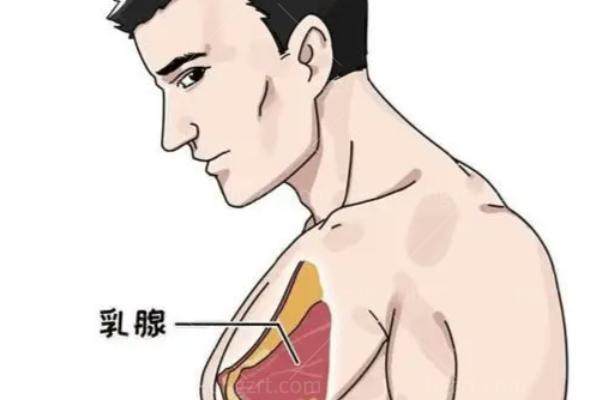 男性去势手术贵不贵