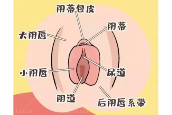 私密解剖与漂红面诊科普配图