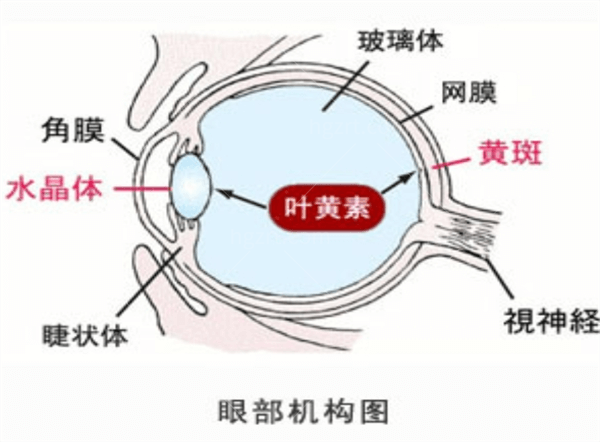 眼干别只猛滴眼药水：有人缺水，有人缺油，分清类型才不白忙活